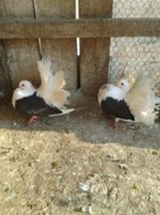 pereche2014 capaciti pe negru