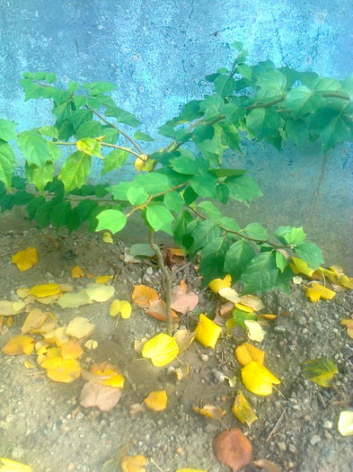 Che-Cudrania Tricuspidata - Gradina mea