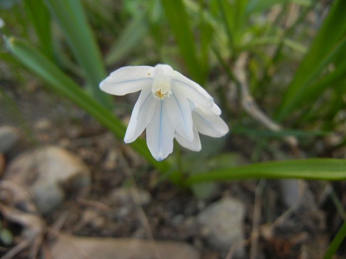Puschkinia scilloides (2014, March 23)