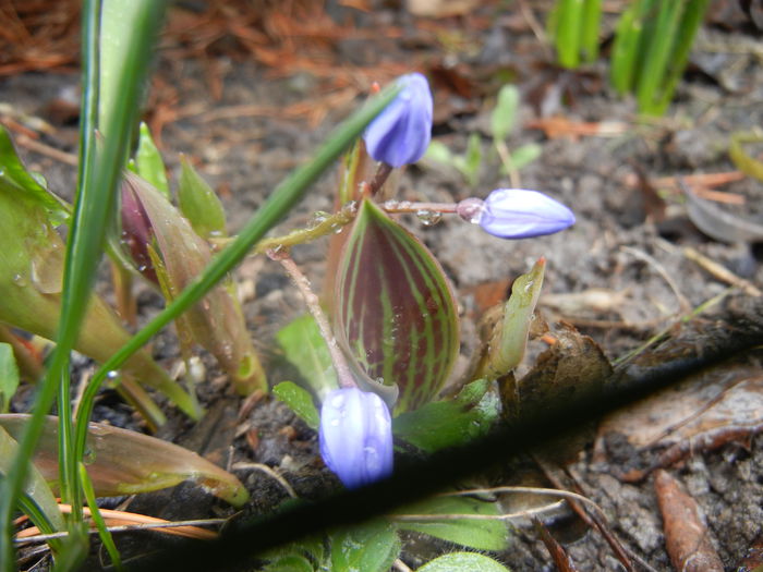 Scilla bifolia_Alpine Squill (2014, Mar.06)