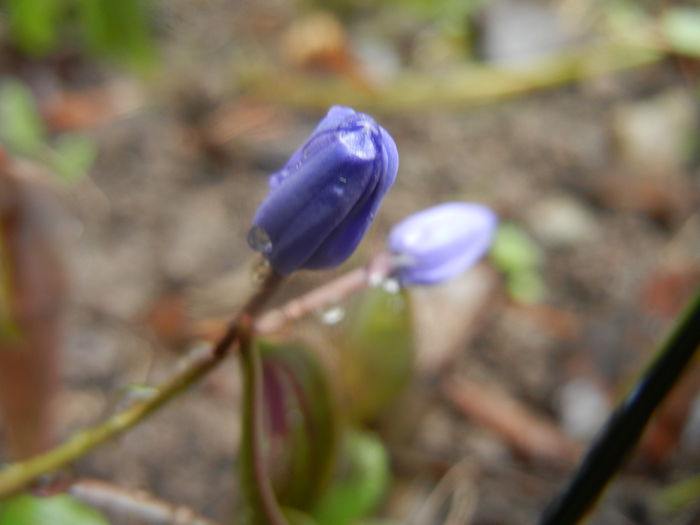 Scilla bifolia_Alpine Squill (2014, Mar.06) - SCILLA Bifolia_Alpine Squill