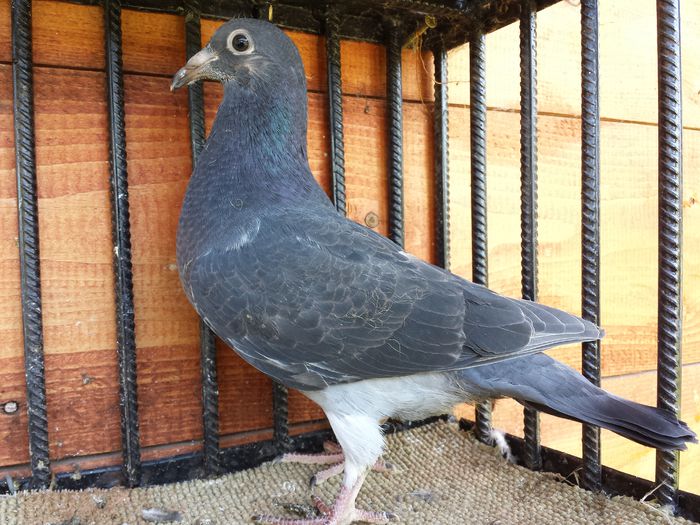 20140917_104333 - E-Amintiri