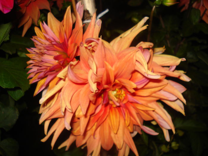 DSC09814
