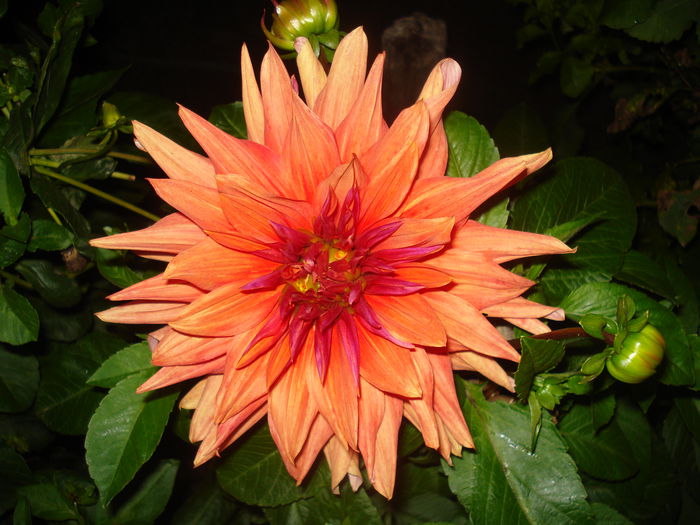 DSC09812