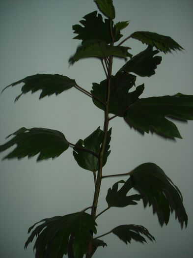 06.10.2014 - EXPERIMENT SEMINTE HIBISCUS