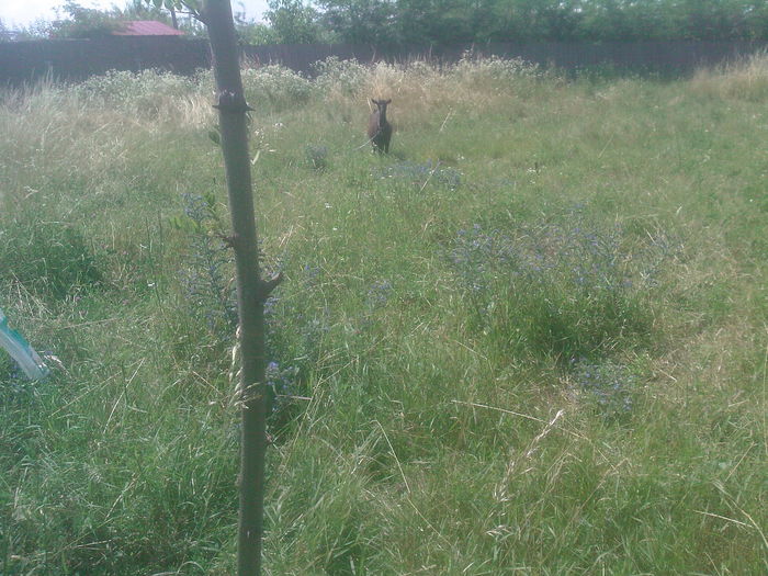 capra vecinului - gradina minune