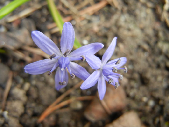 Scilla bifolia_Alpine Squill (2014, Mar.11) - SCILLA Bifolia_Alpine Squill