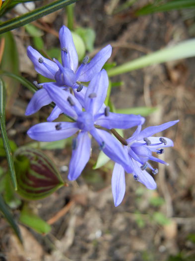 Scilla bifolia_Alpine Squill (2014, Mar.11)