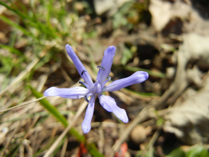 Scilla bifolia_Alpine Squill (2014, Mar.13) - SCILLA Bifolia_Alpine Squill