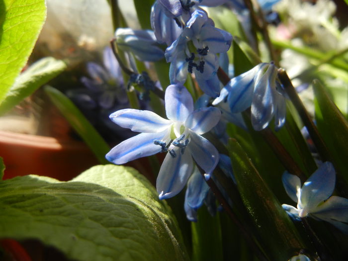Scilla siberica (2014, March 20) Scilla siberica (2014, March 20)