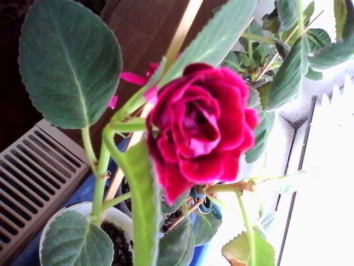 esenia