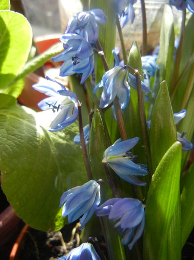 Scilla siberica (2014, March 20) Scilla siberica (2014, March 20)