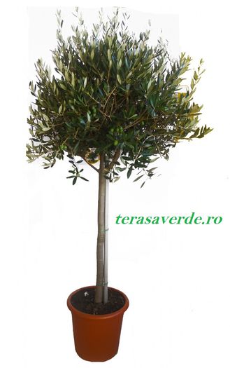 Olea europea 120ron - Arbori si arbusti