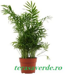 Areca,de vanzare 30ron