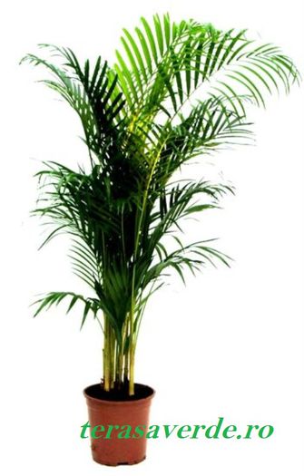 Palmieri areca 1m,de vanzare 135ron