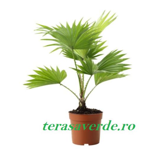 livistona-rotundifolia de vanzare 30ron - Palmieri de vanzare terasaverde