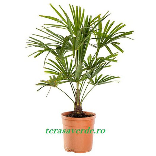 trachycarpus 55ron - Palmieri de vanzare terasaverde