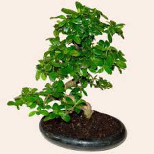 bonsai carmona,de vanzare 99ron - Plante diverse specii pe terasaverde -  terasaverde