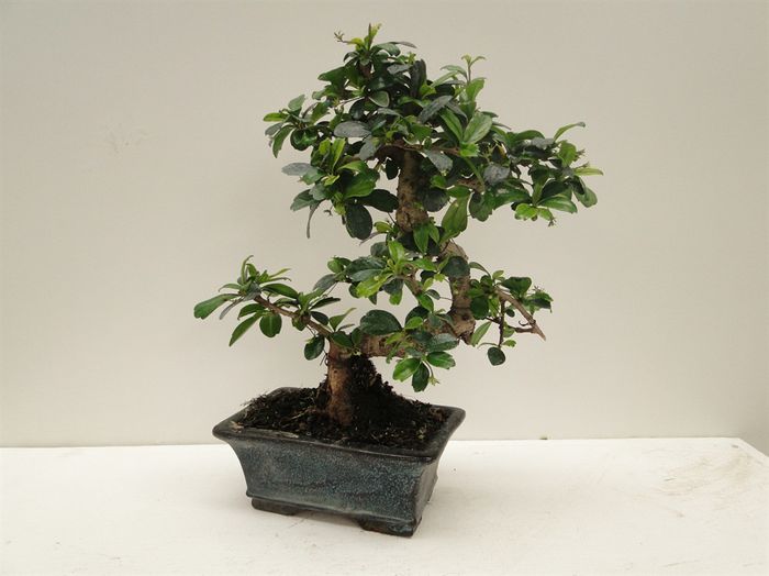 bonsai de vanzare 65ron