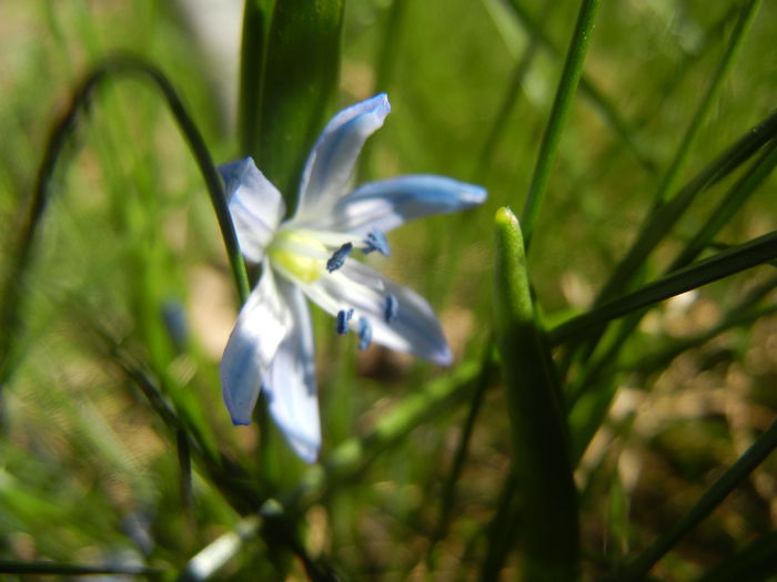 Scilla siberica (2014, March 22) Scilla siberica (2014, March 22)