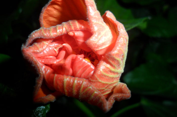 persimon - hibiscusi 2014-4