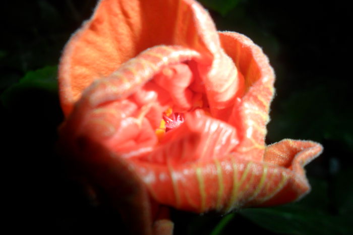 SAM_2505 - hibiscusi 2014-4