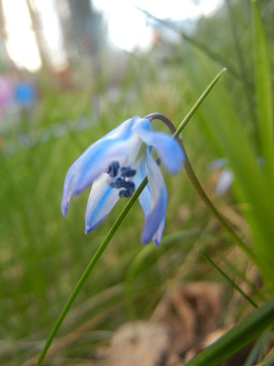 Scilla siberica (2014, March 27) Scilla siberica (2014, March 27)