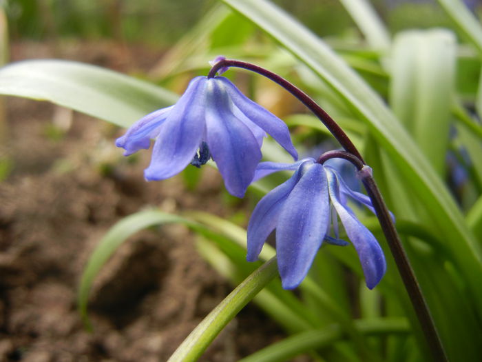 Scilla siberica (2014, April 03)