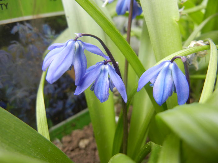 Scilla siberica (2014, April 03)