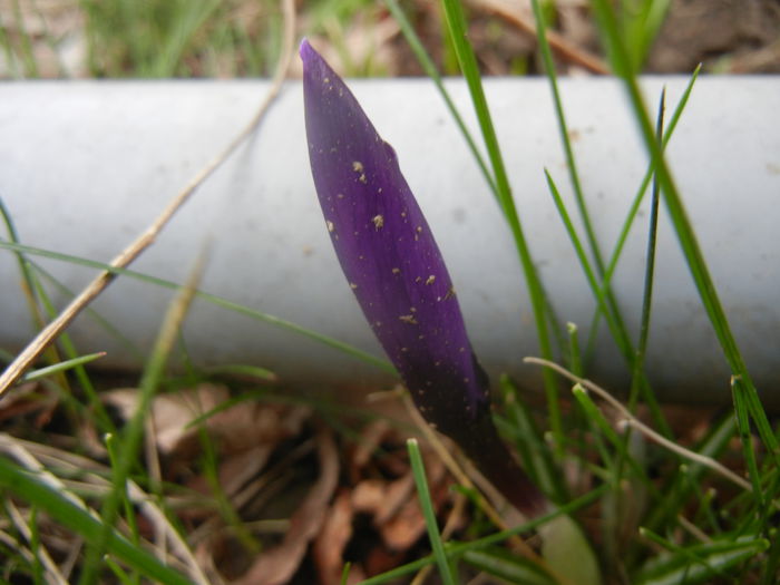 Crocus Flower Record (2014, March 03)