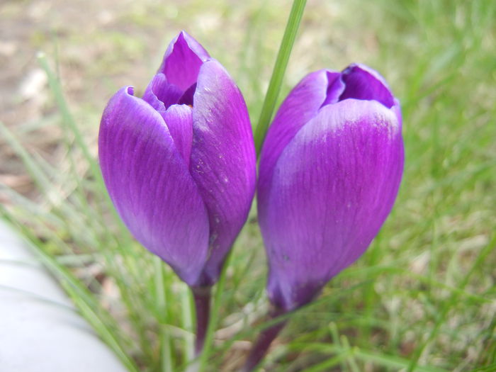 Crocus Flower Record (2014, March 11) - Crocus Flower Record