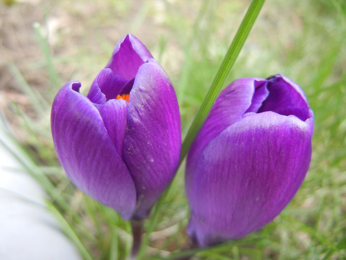 Crocus Flower Record (2014, March 11)