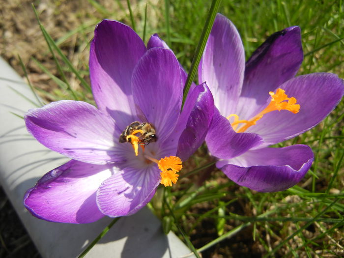 Crocus Flower Record (2014, March 12)