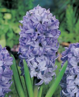 ski jaket - BULBI ZAMBILE