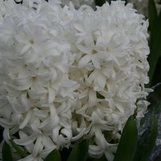 white pearl - BULBI ZAMBILE