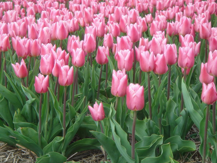 christmas_dream - BULBI LALELE NORMALE