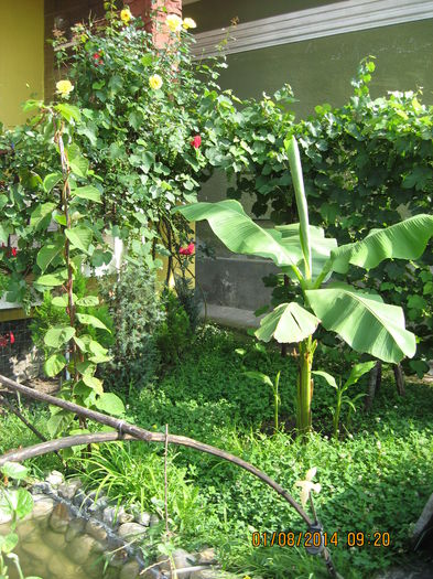 Picture 2380 - Banan