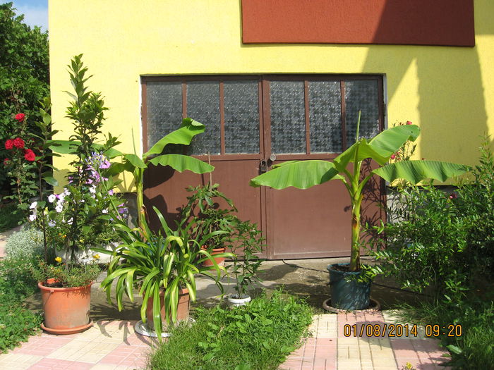 Picture 2381 - Banan