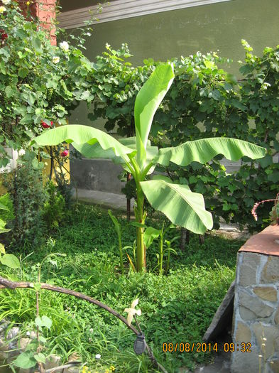 Picture 2436 - Banan