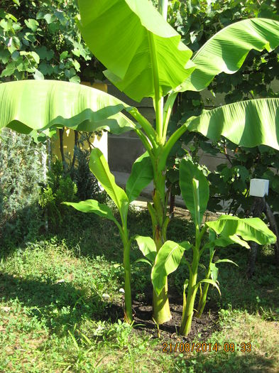 Picture 2517 - Banan