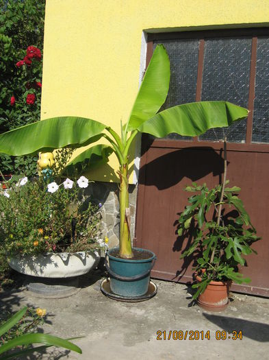 Picture 2521 - Banan