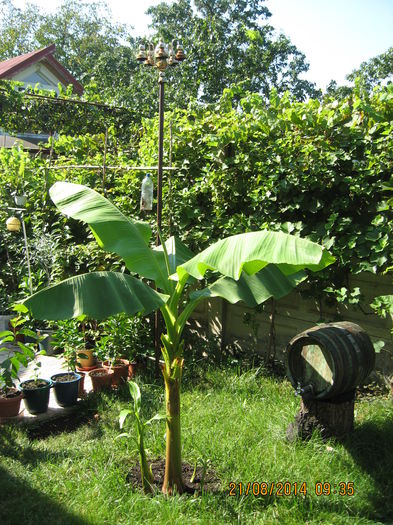 Picture 2523 - Banan
