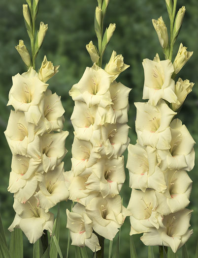 Cream Perfection - BULBI GLADIOLE