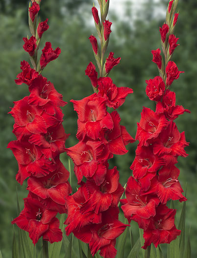 Oscar - BULBI GLADIOLE