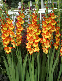 princes margret rose - BULBI GLADIOLE