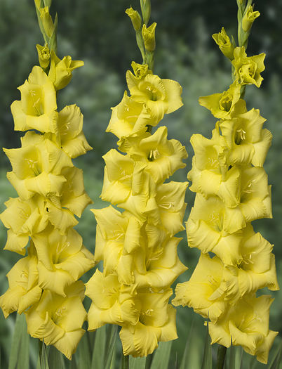 Route Du Soleil - BULBI GLADIOLE