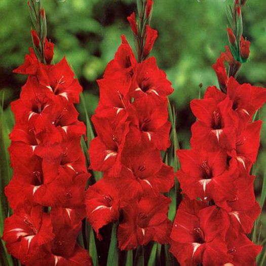 traderhon - BULBI GLADIOLE