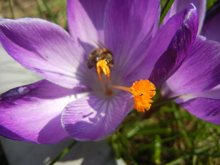 Crocus Flower Record (2014, March 12) - Crocus Flower Record