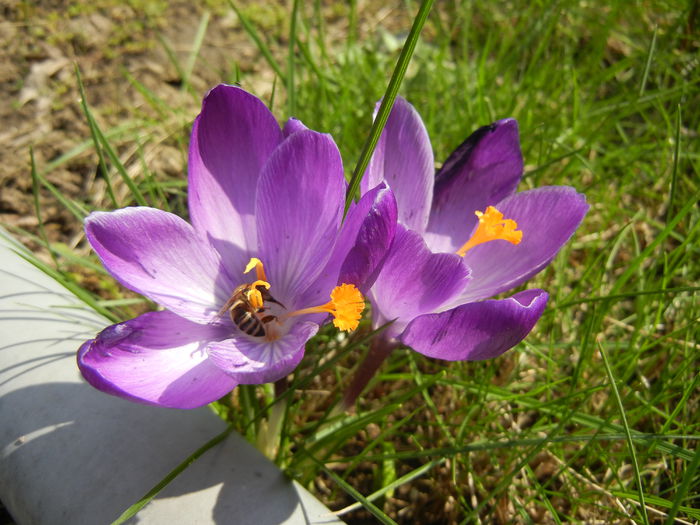 Crocus Flower Record (2014, March 12)