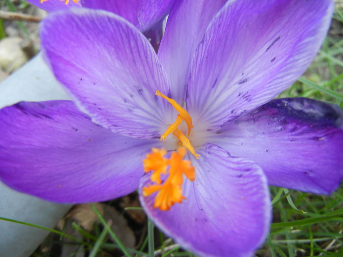 Crocus Flower Record (2014, March 12)